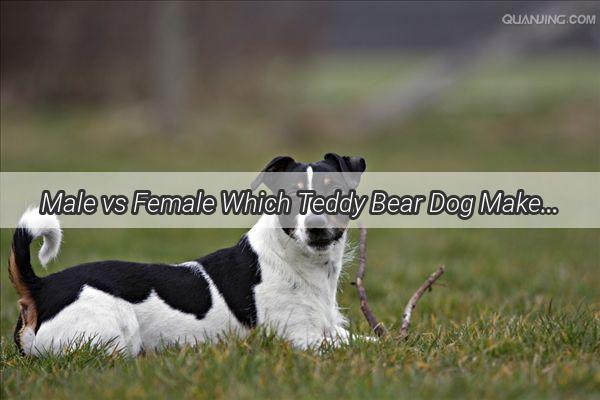 Male vs Female Which Teddy Bear Dog Makes the Perfect Pet Find Out Now